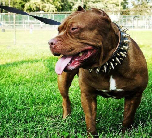 El cuello "Big Boy"